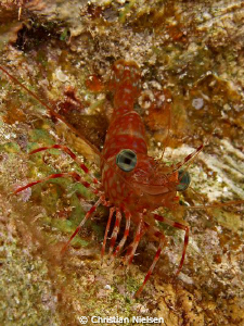 Shrimp out at night
Olympus E330, 35mm Macro, Single Ike... by Christian Nielsen 